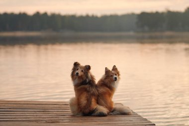 Gün batımında bir gölün kıyısındaki ahşap rıhtımda oturan iki Collie. Sıcak ışık sudan yansıyarak huzurlu anı güçlendirir..