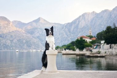 Bir Border Collie, sakin bir göle bakan taştan bir kaidede duruyor. Arkasında dağlar ve tarihi bir kasaba var. Kompozisyon köpeklerin zarafetini ve manzaralı güzelliğini yakalıyor..