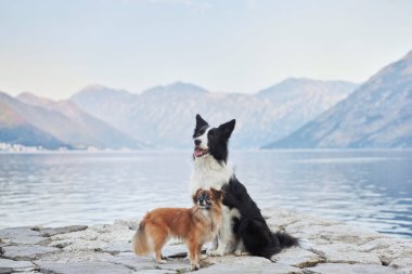 Bir Border Collie ve küçük kahverengi bir köpek, sakin bir göle bakan taş bir iskelede yan yana otururlar. Uzak dağlar manzaranın cazibesini arttırır..
