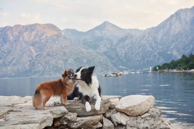 Bir Border Collie ve küçük bir köpek, sakin bir dağ gölüne bakan taş bir iskelede etkileşim halindeler. Neşeli hareketleri huzur ortamının cazibesini arttırır..