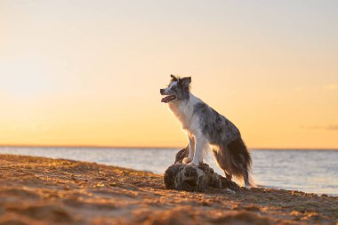 Bir Border Collie gün doğumunda kumlu sahilde duruyor, denize bakıyor. Köpekler silueti ve altın ışık güne huzur verir.