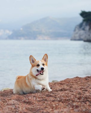 Bir Corgi sabahın erken saatlerinde arka planda tepelerle kumsalda oturur. Sakin deniz ve yumuşak ışık huzurlu bir atmosfer yaratır..