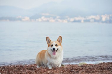 Bir Corgi, arka planda sakin bir denizle kumlu bir sahilde mutlu bir şekilde oturur. Köpek mutlu görünüyor, huzurlu ortamın tadını çıkarıyor..
