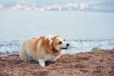 Bir Corgi, arka planda hafif dalgalarla kıyı şeridinin yakınındaki kuma uzanır. Köpeğin rahat duruşu huzurlu bir anı yansıtır..