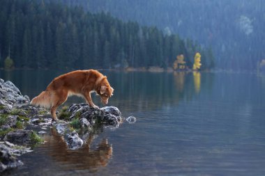 Nova Scotia Duck Tolling Retriever, sonbahar yaprakları ve çam ağaçlarıyla çevrili sakin bir dağ gölünde su içen bir köpektir. Huzurlu atmosfer, manzaranın doğal güzelliğini vurgular..