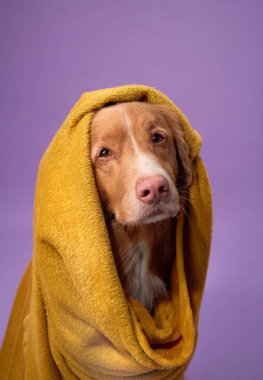 Bir Nova Scotia Duck Tolling Retriever sıcak sarı bir battaniyeye sarılır ve mor bir arka plana yaslanır. Köpek sakinliği zıt renkler tarafından vurgulanır..