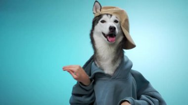 Bir Husky bej bir şapka giyer ve yumuşak mavi bir arka plana sıcak bir şekilde gülümser. Görüntü köpekleri yakalıyor. Dost canlısı ve neşeli..