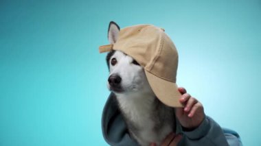Bej şapkalı bir Husky, mavi arka planda sakince oturur. Sahne, köpekleri sakin ve sakin gösteriyor..