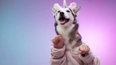 Tek boynuzlu at saç bandı takan bir Husky canlı pembe ve mavi renkli bir arka plana karşı neşeli bir şekilde duruyor. Neşeli an, onun neşeli ve canlı kişiliğini yakalar..