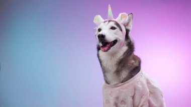 Bir Husky neşeli bir şekilde oturuyor, canlı pembe ve mavi eğimli bir arka plana gülümsüyor. Görüntü onun neşeli ve ışıl ışıl tavrını yakalar..