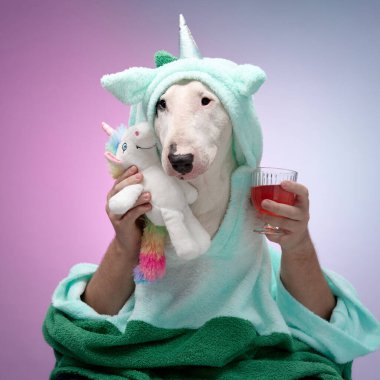 Yeşil bornoz giyen beyaz bir boğa teriyeri pastel arka planda pembe bir içecek tutuyor. Aksesuar ve poz eğlenceli ve rahatlatıcı bir ortam yaratır..