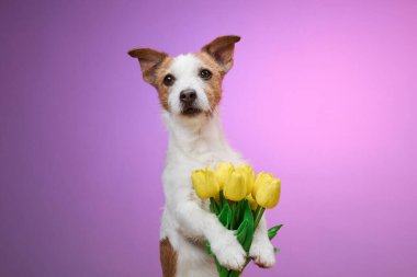 Bir Jack Russell Terrier, parlak pembe arka planda sarı çiçekleri tutarken poz veriyor. Neşeli fotoğraf köpeklerin hareketli ve çekici tavırlarını vurguluyor..