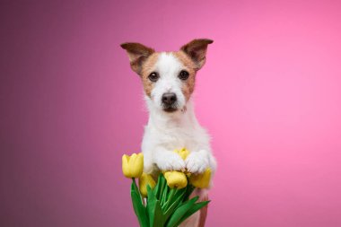 Bir Jack Russell Terrier canlı pembe bir arkaplana karşı sarı çiçekler tutarak poz veriyor. Renkli ve neşeli portre köpeklerin sakin ve tatlı doğasını ön plana çıkarıyor..