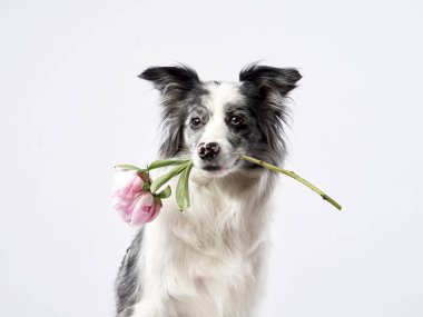 Bir Border Collie köpeği, beyaz arka planı olan bir stüdyoda pembe bir çiçeğin dişlerini tutuyor. Etkileşim kompozisyona hassas ve doğal bir element ekler..