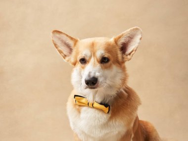 Sarı papyon takan bir Corgi bej arka planda sakince oturur, rahat ve sakin görünür..