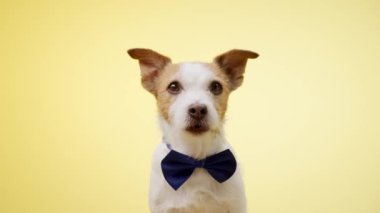 Şık mavi papyonlu bir Jack Russell Terrier canlı sarı bir arka plana sakince oturur ve parlak ve neşeli bir stüdyo portresi yaratır..