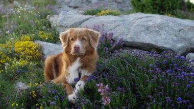 Bir Nova Scotia Duck Tolling Retriever renkli çiçeklerle dolu bir yatakta dinleniyor, sakin ve huzurlu bir anın tadını çıkarıyor..