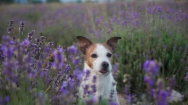 Bir Jack Russell Terrier çiçek açan bir tarlanın ortasında lavanta çiçeklerini dikizler. Canlı mor ve yeşil manzara sahneye cazibe katıyor..