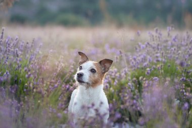 Bir Jack Russell Terrier, canlı mor lavanta çiçeklerinin arasında huzurlu bir alanda duruyor. Manzaralı arka plan köpeklerin canlı enerjisini ve doğal çevresini ön plana çıkarıyor..