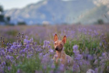 Bir Amerikan Kılsız Teriyer köpeği, serin bir dağ manzarasına dayanan, çiçek açan lavantalarla çevrili kayalık bir yolda poz verir..