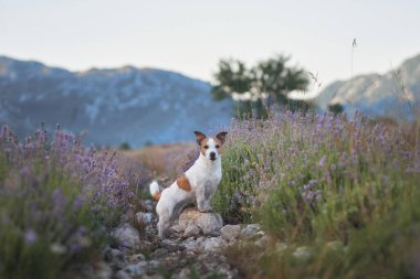 Bir Jack Russell Terrier, yumuşak ışık ve engebeli araziyle çevrili, çiçek açan lavanta tarlalarının ortasında oturuyor. Köpekler sakin ifadeler, canlı çiçeklerle çok güzel tezat oluşturur..