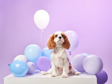 Bir Şövalye Kral Charles Spaniel beyaz bir platformda açık mavi ve mor balonların arasında oturur. Köpek neşeli ve şen şakrak görünüyor..