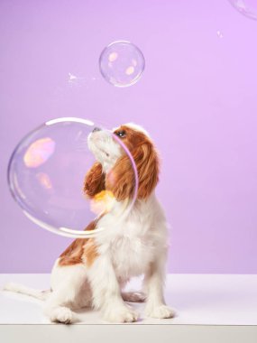 Bir Şövalye Kral Charles Spaniel mor arka planda tuhaf bir ifadeyle yüzen baloncuklara bakar. Köpek neşeli ve büyülenmiş görünüyor..
