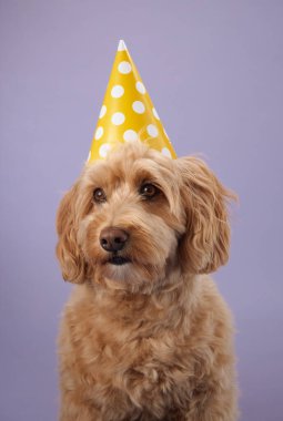 Kıvırcık kürklü bir Labradoodle sarı bir parti şapkası takar ve mor bir arka planda geçen sakin bir ifadeye sahiptir..