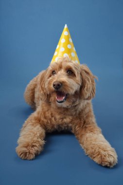 Kıvırcık kürklü bir Labradoodle sarı bir parti şapkası takar ve önüne bakar, mavi bir arka planda..