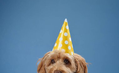 Sarı parti şapkasının altından bakan kıvırcık kürklü bir Labradoodle, mavi arka planda..