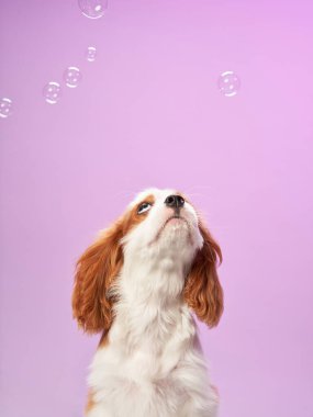 Şövalye Kral Charles Spaniel 'in mor arka planda baloncuklarla oynadığı gösteriliyor. Kaprisli sahne köpeklerin neşeli doğasını yakalar ve kompozisyona dinamik bir element ekler..