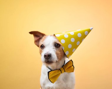 Jack Russell Terrier sarı arka planda sarı parti şapkası ve papyon takıyor. Neşeli ve canlı fotoğraf köpeklerin neşeli ve neşeli ruhlarını vurgular..