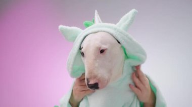 Pastel yeşil kıyafetli bir Boğa Teriyeri pembe arka planda poz veriyor. Canlı renkler ve tuhaf kompozisyon köpeğin neşeli doğasını vurguluyor..