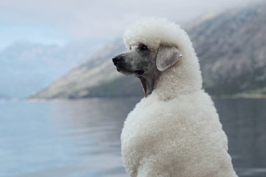 Beyaz bir kaniş arkasında dağlarla duruyor, sakin ve sakin görünüyor. Doğal manzara, sahnenin huzurunu arttırır..