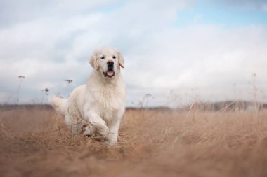 Bir Golden Retriever kırsalda çimenli bir arazide koşuyor, arka planda açık gökyüzü var. Köpek hareketi huzurlu manzaraya hayat verir..