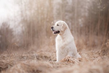 Bir Golden Retriever, sonbahar tarlasında, yumuşak ışıkla kuru çimlerde oturur. Sahne, köpeğin doğal ortamdaki sakin ve barışçıl tavrını vurgular..