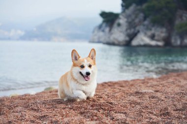 Arka planda manzaralı kıyı şeridi olan bir Corgi denizin yakınındaki kuma uzanır. Ortam sakin ve resim gibi..