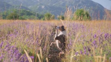 Bir köpek lavanta tarlasında yürüyor, etrafında mor çiçekler ve uzakta dağlar var. Sahnenin doğal güzelliği doğada huzurlu bir an yaratır..