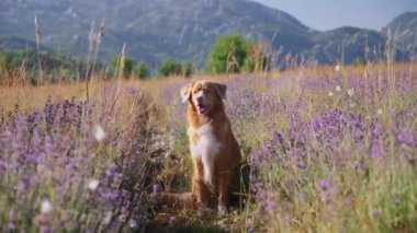 Bir Nova Scotia Duck Tolling Retriever, mor çiçekler ve uzak dağlarla çevrili bir lavanta tarlasında oturur. Huzurlu bir ortam ve doğal güzellik huzurlu bir yaz sahnesi yaratır..