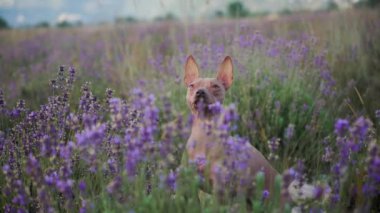 Mor çiçeklerle çevrili küçük bir köpek lavanta tarlasında dinlenir. Uzak dağların oluşturduğu sakin ve kırsal alan huzurlu bir atmosfer yaratıyor..