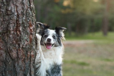 Ormandaki bir ağacın yanında duran bir Collie Sınırı. Yumuşak güneş ışığıyla aydınlatılıyor. Köpekler rahat dururlar ve doğal ortam huzurlu ve manzaralı bir an yaratır..