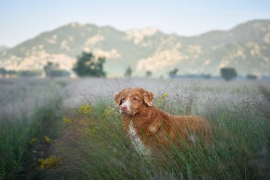 Bir Nova Scotia Duck Tolling Retriever köpeği, yumuşak ışığın altında, uzun otların arasında, sisli ve yuvarlanan tepelerde, kompozisyona derinlik katarak güvenle durur.