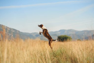 Uzun otlar ve dağlarla çevrili açık bir gökyüzünün altındaki çimenli bir tarlada neşeyle sıçrayan bir köpek. Hareket ve sıcak ışık bir özgürlük ve canlılık hissi taşır..