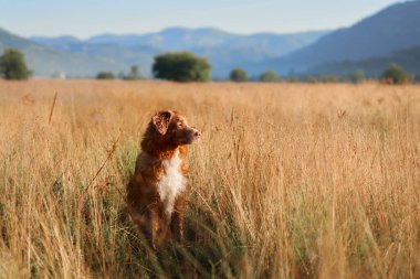 Bir Nova Scotia Duck Tolling Retriever otlarla çevrili açık bir alanda sakince oturuyor. Sıcak ışık doğal manzarayı güçlendirir..