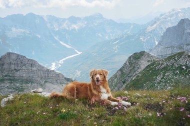 Bir Nova Scotia Duck Tolling köpeği bulutlu bir gökyüzü ve geniş dağ manzaralı dağlık bir tepede dinlenir. Sakin atmosfer vahşi doğanın güzelliğini yansıtıyor..