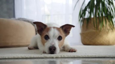 Jack Russell Terrier diye biri içeride bir halıya uzanıp dikkatle bakıyor. Sakin ortam, köpeklerin sakin ve dikkatli doğasını ön plana çıkarıyor..