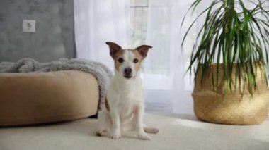 Bir Jack Russell Terrier içerideki halının üzerine sakince oturur ve çevreyi gözlemler. Ayar, köpeklerin özenli ve rahat bir atmosferde doğayı oluşturduğunu vurguluyor..