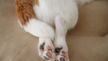Köpeğin patilerinin yakın çekimi, rahat duruş şeklini içeride düzgünce ön plana çıkarıyor. Samimi bakış açısı konforu ve kapalı alan atmosferini vurguluyor..