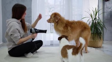 Bir Nova Scotia Duck Tolling Retriever, evde tımarlanırken, kooperatif ve sakin kişiliğini sergiliyor. Parlak ayar sahneleri geliştirir. Profesyonel dokunuş..