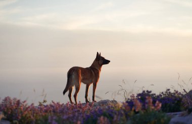 Bir Belçikalı Malinois arka planda güneş batarken yaban çiçeği çayırında zarifçe duruyor. Günbatımının ılık tonları, görüntünün huzurlu ve manzaralı atmosferini arttırır..